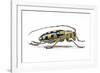 Male Long Horned Beetle Anoplophora Mamauna-Darrell Gulin-Framed Photographic Print