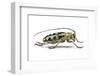 Male Long Horned Beetle Anoplophora Mamauna-Darrell Gulin-Framed Photographic Print