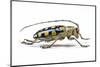 Male Long Horned Beetle Anoplophora Mamauna-Darrell Gulin-Mounted Photographic Print