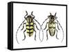 Male Long Horned Beetle Cyriocrates Horsfieldi Tonkinensis-Darrell Gulin-Framed Stretched Canvas