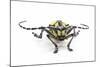 Male Long Horned Beetle Cyriocrates Horsfieldi Tonkinensis-Darrell Gulin-Mounted Photographic Print