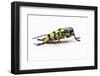 Male Long Horned Beetle Cyriocrates Horsfieldi Tonkinensis-Darrell Gulin-Framed Photographic Print