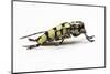 Male Long Horned Beetle Cyriocrates Horsfieldi Tonkinensis-Darrell Gulin-Mounted Photographic Print