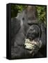 Male Lowland Gorilla with an Easter Basket Given to Him by His Keepers at the Cincinnati Zoo-null-Framed Stretched Canvas