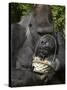 Male Lowland Gorilla with an Easter Basket Given to Him by His Keepers at the Cincinnati Zoo-null-Stretched Canvas