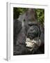 Male Lowland Gorilla with an Easter Basket Given to Him by His Keepers at the Cincinnati Zoo-null-Framed Photographic Print