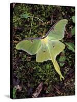 Male Luna Moth-Adam Jones-Stretched Canvas