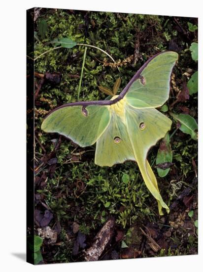 Male Luna Moth-Adam Jones-Stretched Canvas