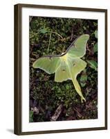 Male Luna Moth-Adam Jones-Framed Premium Photographic Print