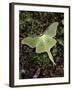 Male Luna Moth-Adam Jones-Framed Premium Photographic Print