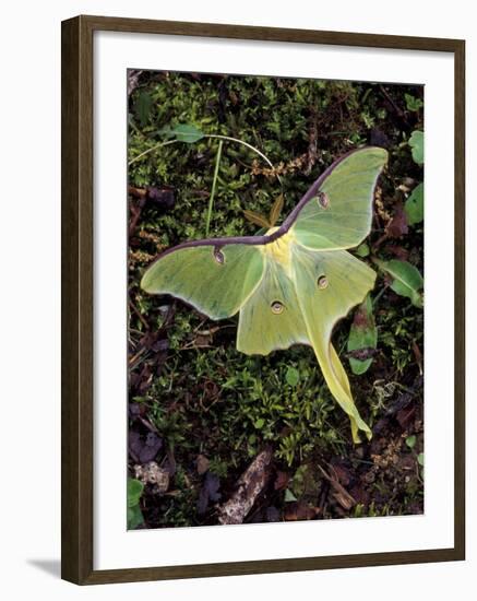 Male Luna Moth-Adam Jones-Framed Photographic Print