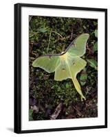 Male Luna Moth-Adam Jones-Framed Photographic Print