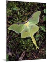 Male Luna Moth-Adam Jones-Mounted Photographic Print