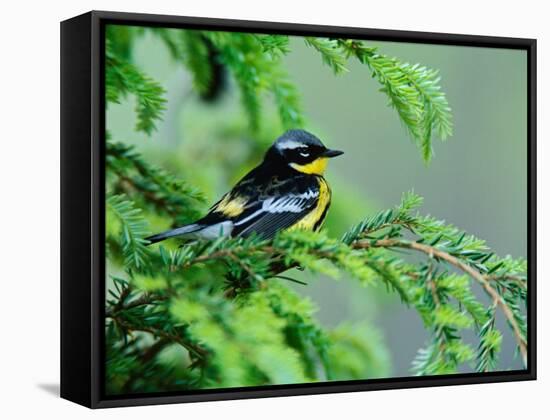 Male Magnolia Warbler-Adam Jones-Framed Stretched Canvas