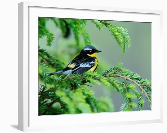 Male Magnolia Warbler-Adam Jones-Framed Photographic Print