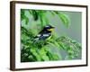 Male Magnolia Warbler-Adam Jones-Framed Photographic Print