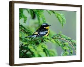 Male Magnolia Warbler-Adam Jones-Framed Photographic Print