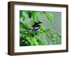 Male Magnolia Warbler-Adam Jones-Framed Photographic Print