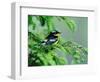 Male Magnolia Warbler-Adam Jones-Framed Photographic Print