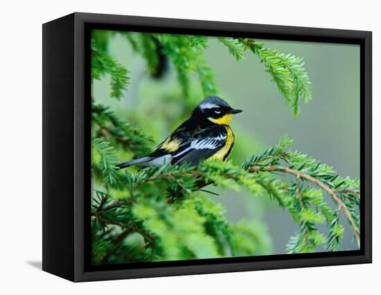 Male Magnolia Warbler-Adam Jones-Framed Stretched Canvas