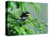 Male Magnolia Warbler-Adam Jones-Stretched Canvas