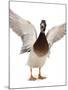 Male Mallard Flapping Wings and Calling (Anas Platyrhynchos), UK-Jane Burton-Mounted Photographic Print