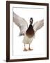 Male Mallard Flapping Wings and Calling (Anas Platyrhynchos), UK-Jane Burton-Framed Photographic Print