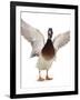 Male Mallard Flapping Wings and Calling (Anas Platyrhynchos), UK-Jane Burton-Framed Photographic Print