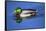 Male Mallard, Reflection, Commonwealth Lake Park, Beaverton, Oregon-Michel Hersen-Framed Stretched Canvas