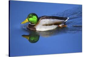 Male Mallard, Reflection, Commonwealth Lake Park, Beaverton, Oregon-Michel Hersen-Stretched Canvas