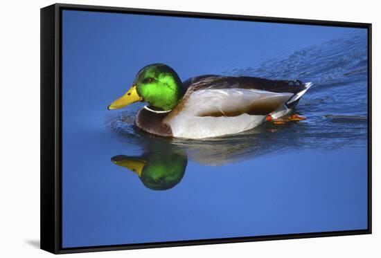 Male Mallard, Reflection, Commonwealth Lake Park, Beaverton, Oregon-Michel Hersen-Framed Stretched Canvas