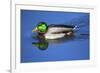 Male Mallard, Reflection, Commonwealth Lake Park, Beaverton, Oregon-Michel Hersen-Framed Photographic Print