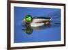 Male Mallard, Reflection, Commonwealth Lake Park, Beaverton, Oregon-Michel Hersen-Framed Photographic Print