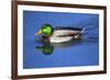 Male Mallard, Reflection, Commonwealth Lake Park, Beaverton, Oregon-Michel Hersen-Framed Photographic Print