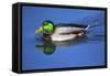 Male Mallard, Reflection, Commonwealth Lake Park, Beaverton, Oregon-Michel Hersen-Framed Stretched Canvas