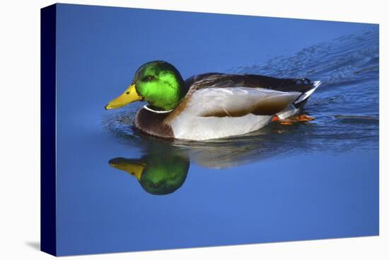 Male Mallard, Reflection, Commonwealth Lake Park, Beaverton, Oregon-Michel Hersen-Stretched Canvas