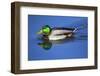 Male Mallard, Reflection, Commonwealth Lake Park, Beaverton, Oregon-Michel Hersen-Framed Photographic Print