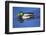 Male Mallard, Reflection, Commonwealth Lake Park, Beaverton, Oregon-Michel Hersen-Framed Photographic Print