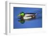 Male Mallard, Reflection, Commonwealth Lake Park, Beaverton, Oregon-Michel Hersen-Framed Photographic Print