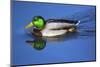 Male Mallard, Reflection, Commonwealth Lake Park, Beaverton, Oregon-Michel Hersen-Mounted Photographic Print