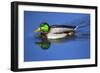 Male Mallard, Reflection, Commonwealth Lake Park, Beaverton, Oregon-Michel Hersen-Framed Photographic Print