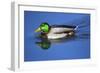 Male Mallard, Reflection, Commonwealth Lake Park, Beaverton, Oregon-Michel Hersen-Framed Photographic Print