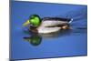 Male Mallard, Reflection, Commonwealth Lake Park, Beaverton, Oregon-Michel Hersen-Mounted Photographic Print