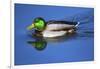 Male Mallard, Reflection, Commonwealth Lake Park, Beaverton, Oregon-Michel Hersen-Framed Photographic Print