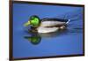 Male Mallard, Reflection, Commonwealth Lake Park, Beaverton, Oregon-Michel Hersen-Framed Photographic Print