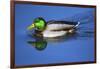 Male Mallard, Reflection, Commonwealth Lake Park, Beaverton, Oregon-Michel Hersen-Framed Photographic Print