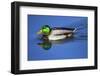 Male Mallard swimming, Beaverton, Washington County, Oregon, USA-Michel Hersen-Framed Photographic Print