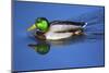 Male Mallard swimming, Beaverton, Washington County, Oregon, USA-Michel Hersen-Mounted Photographic Print