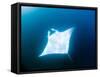 Male Manta Ray-Louise Murray-Framed Stretched Canvas