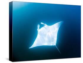 Male Manta Ray-Louise Murray-Stretched Canvas